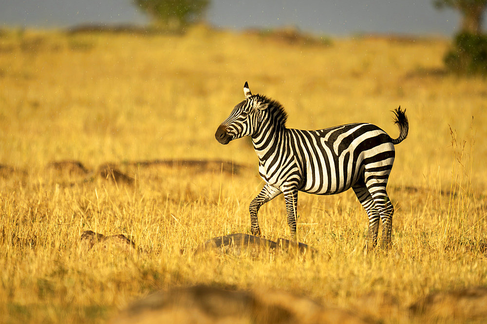 Plains zebra (Equus quagga) walks across savannah in sunshine in Serengeti National Park, Tanzania