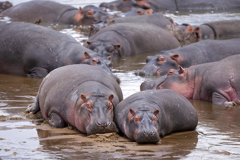 Pod of hippopotamuses (Hippopotamus amphibius) lie in shallow river in Serengeti National Park, Tanzania