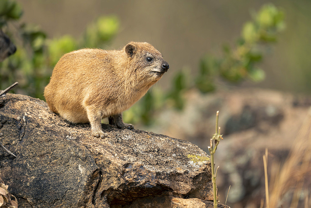 Rock hyrax (Procavia capensis) watches camera from sunlit rock in Serengeti National Park, Tanzania