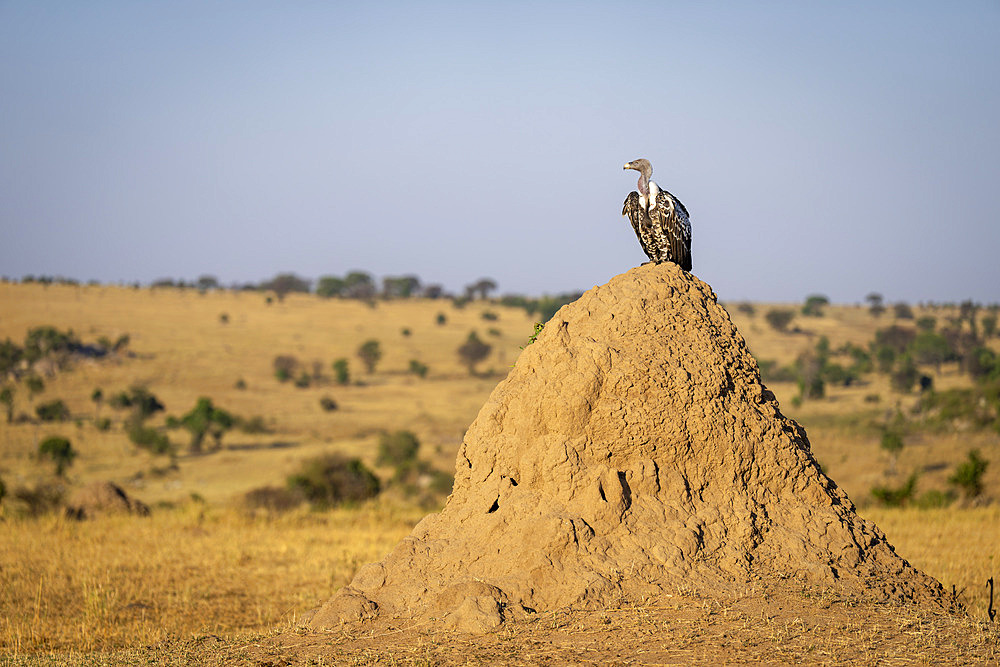 Ruppell's vulture (Gyps rueppelli) perches on large termite mound in Serengeti National Park, Tanzania