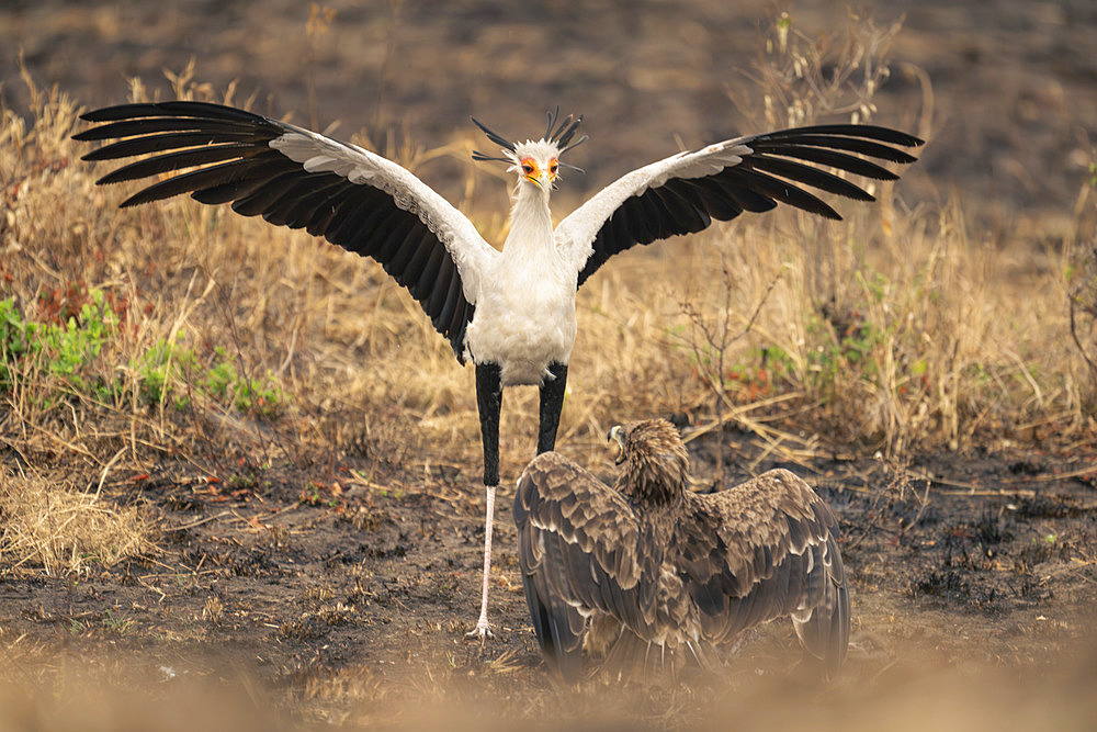 Secretary bird (Sagittarius serpentarius) spreads wings above tawny eagle (Aquila rapax) in Serengeti National Park, Tanzania