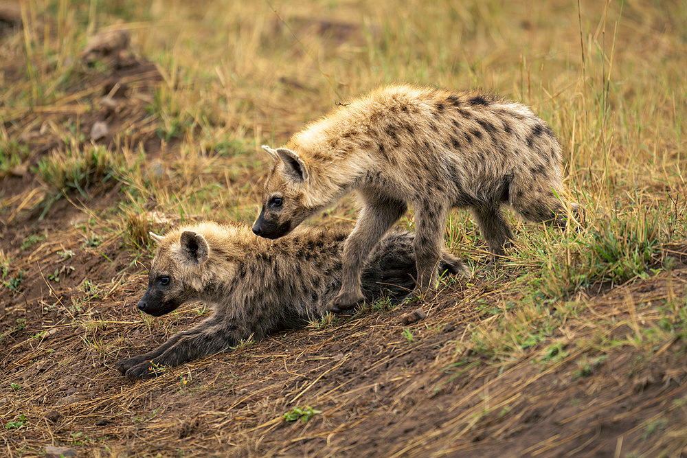 Spotted hyena (Crocuta crocuta) lies on bank with another in Serengeti National Park, Tanzania