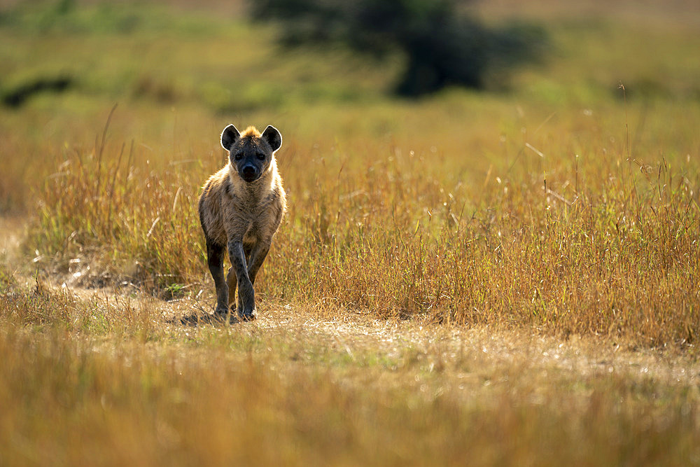 Spotted hyena (Crocuta crocuta) stands watching camera in savannah in Serengeti National Park, Tanzania