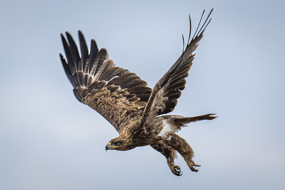 Tawny eagle (Aquila rapax) dives out of blue sky in Serengeti National Park, Tanzania