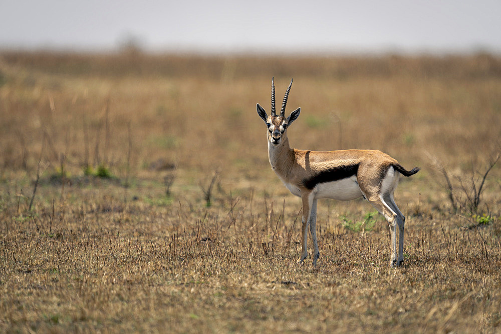 Thomson's gazelle (Eudorcas thomsonii) stands watching camera on savannah in Serengeti National Park, Tanzania