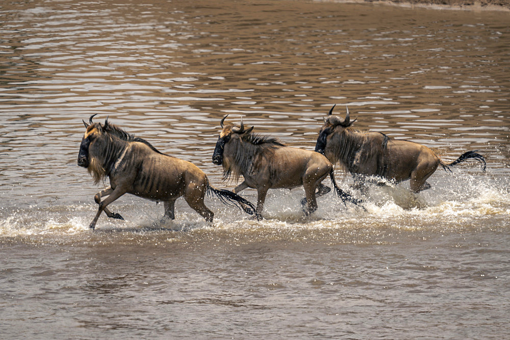 Three blue wildebeest (Connochaetes taurinus) gallop across shallow river in Serengeti National Park, Tanzania