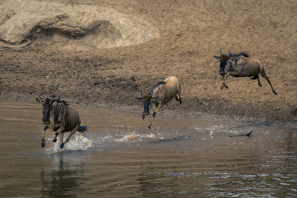 Three blue wildebeest (Connochaetes taurinus) galloping across shallow stream in Serengeti National Park, Tanzania