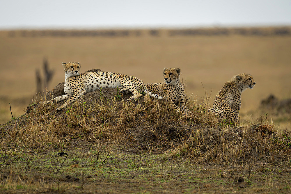 Three cheetahs (Acinonyx jubatus) on termite mound on savannah in Serengeti National Park, Tanzania