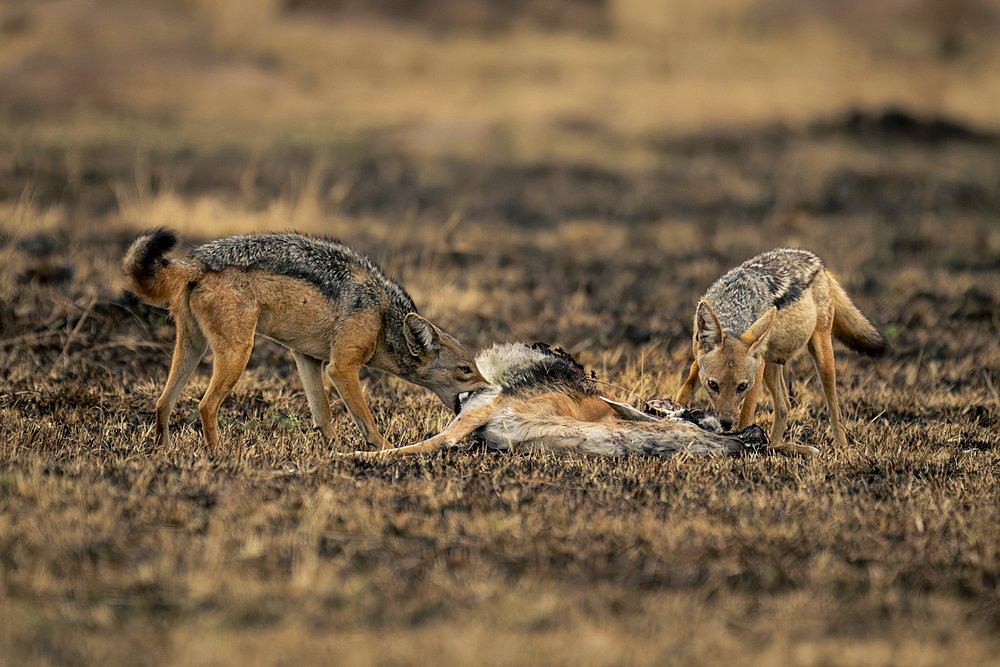 Two black-backed jackals (Canis mesomelas) stand nibbling gazelle carcase in Serengeti National Park, Tanzania