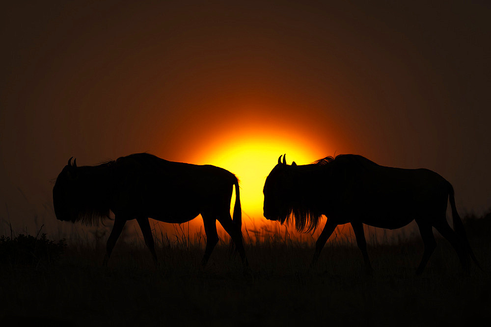 Silhouette of two, blue wildebeest (Connochaetes taurinus) crossing horizon at sunset, Serengeti National Park, Tanzania, Africa