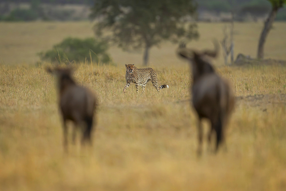 View taken from behind of silhouettes of two blue wildebeest (Connochaetes taurinus) standing on the savanna watching a cheetah (Acinonyx jubatus) pass by, Serengeti National Park, Tanzania, Africa