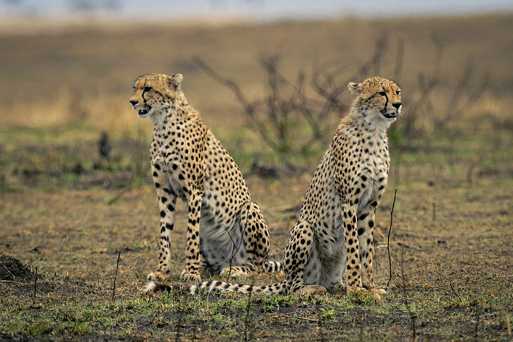 Two cheetahs (Acinonyx jubatus) sit facing in opposite directions in Serengeti National Park, Tanzania