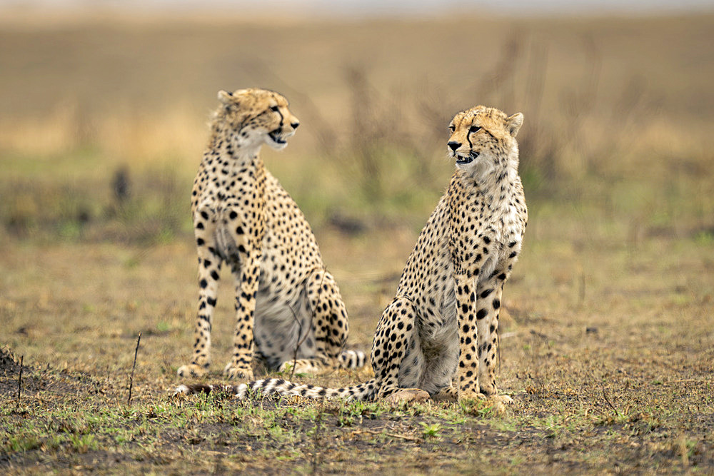 Two cheetahs (Acinonyx jubatus) sit staring on grassy plain in Serengeti National Park, Tanzania