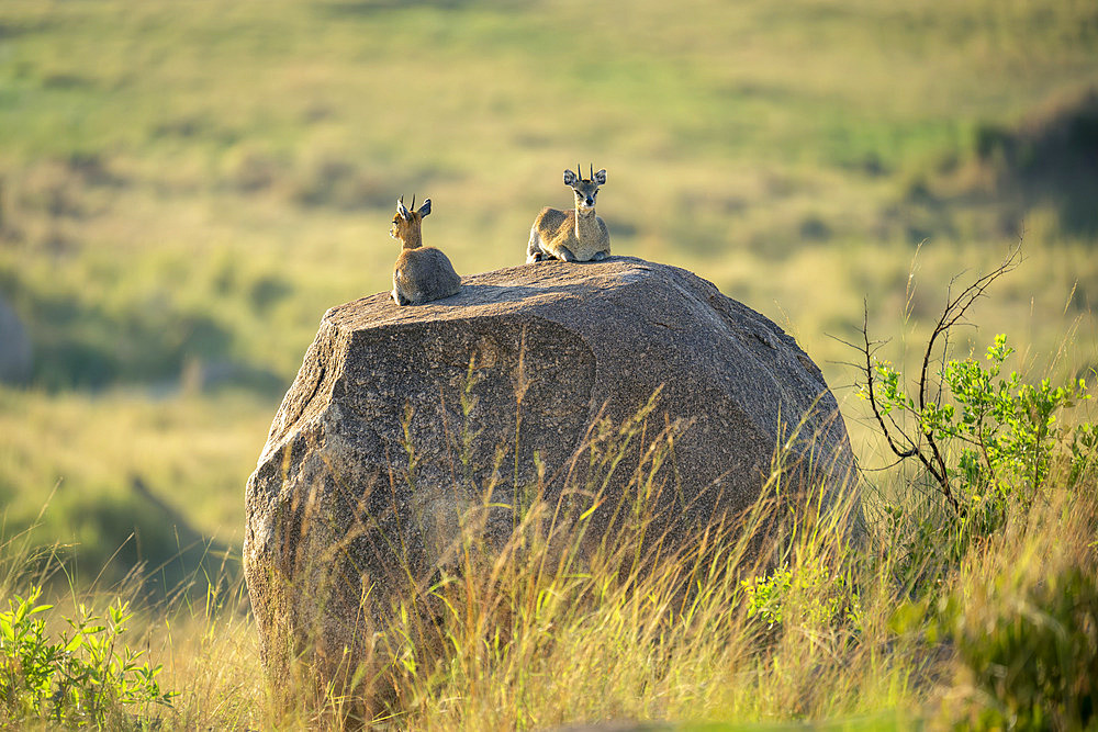 Two klipspringers (Oreotragus oreotragus) lie on kopje at sunrise in Serengeti National Park, Tanzania