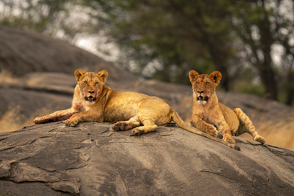 Two lionesses (Panthera leo) lie on rock facing camera in Serengeti National Park, Tanzania