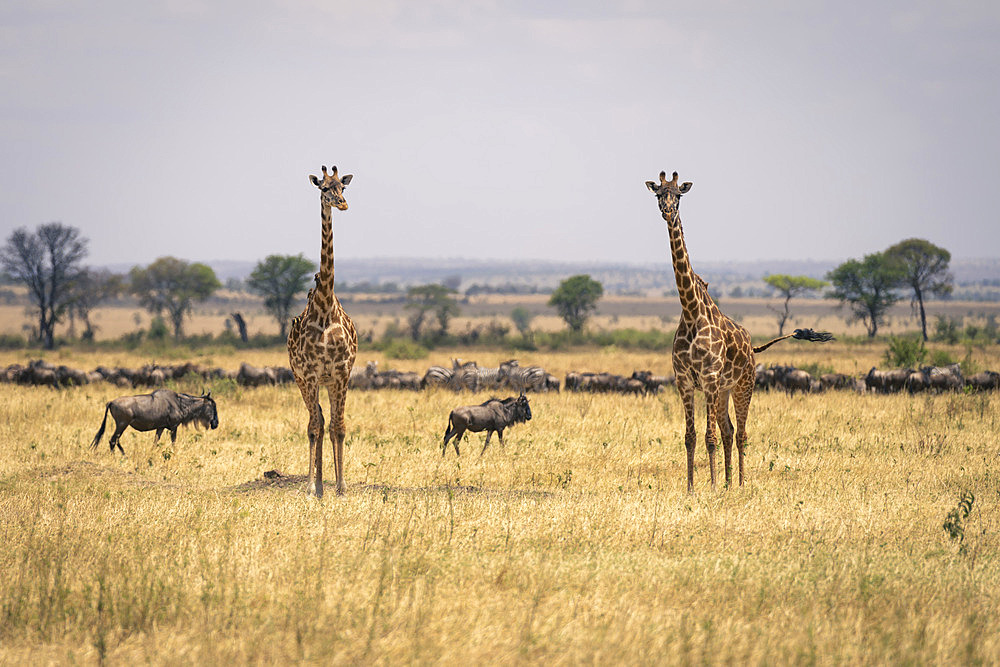 Two Masai giraffe (Giraffa tippelskirchi) stand near blue wildebeest (Connochaetes taurinus) in Serengeti National Park, Tanzania