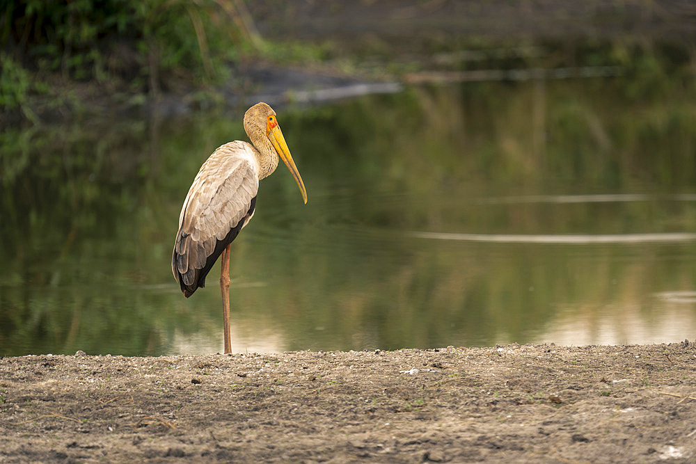 Yellow-billed stork (Mycteria ibis) in profile by tree-lined waterhole in Serengeti National Park, Tanzania