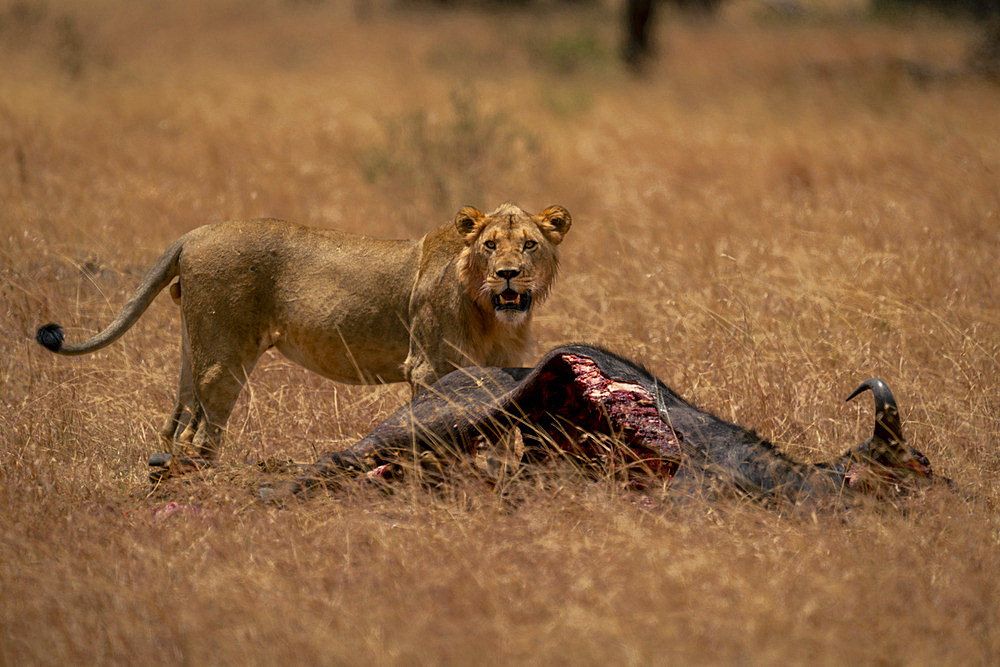 Young male lion (Panthera leo) stands guarding wildebeest carcase in Serengeti National Park, Tanzania