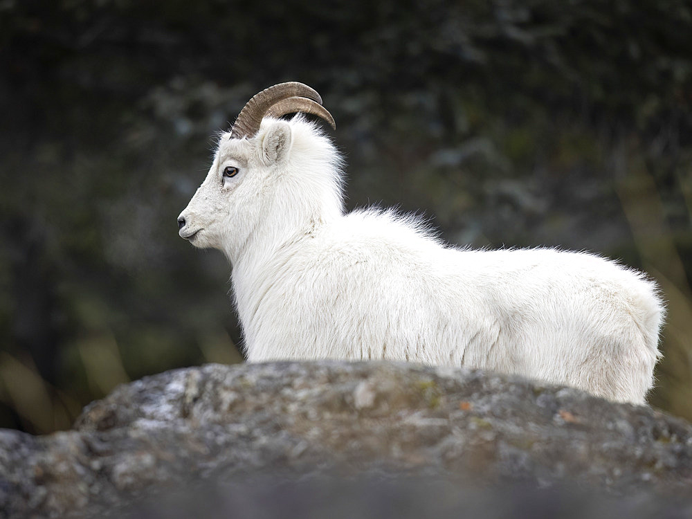 Dall sheep ewe (Ovis dalli dalli) in thick winter pelage rests in this image taken in the bluffs along the Seward Highway and Turnagain Arm south of Anchorage, Alaska, USA, Alaska, United States of America