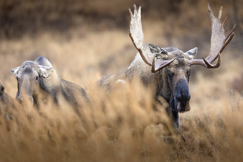 Bull moose (Alces alces) is startled as a jealous cow threatens a competitor during the rut, or breeding season, in Southcentral Alaska's Chugach State Park, USA, Alaska, United States of America