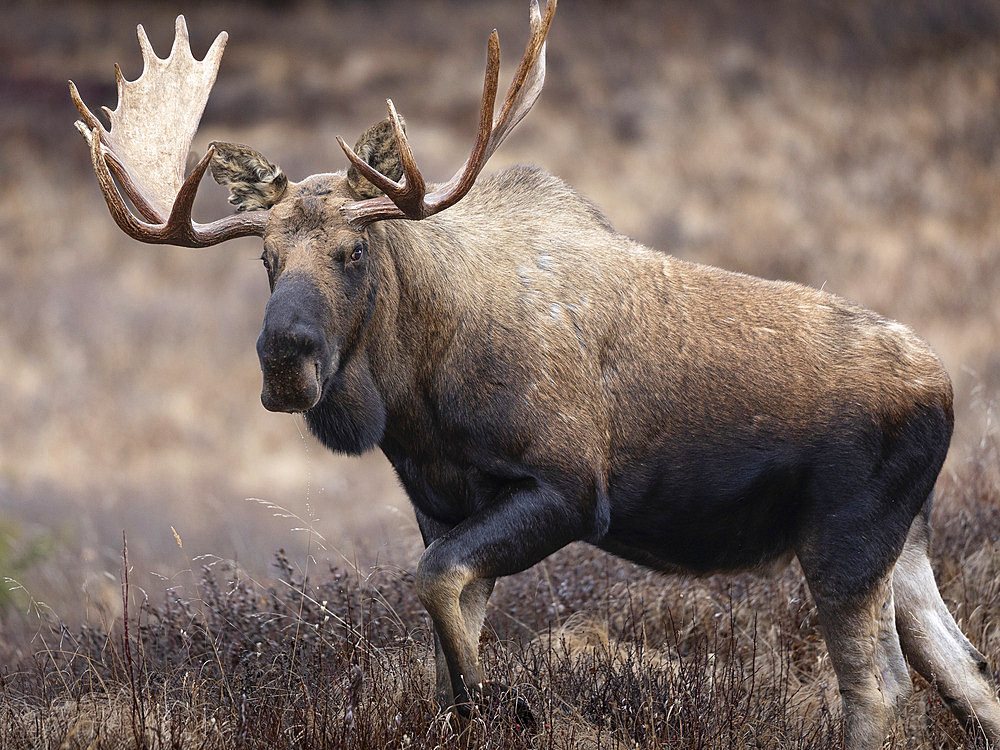 Portrait of a bull moose (Alces alces) walking through an alpine meadow late in the rut in Southcentral Alaska's Chugach State Park, Alaska, United States of America