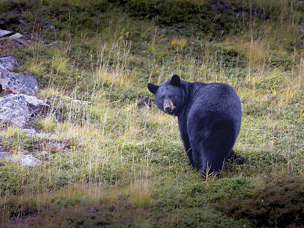 Black bear (Ursus americanus) pauses from preparing for hibernation by foraging for wild berries on a Turnagain Arm mountainside in late October, Alaska, United States of America