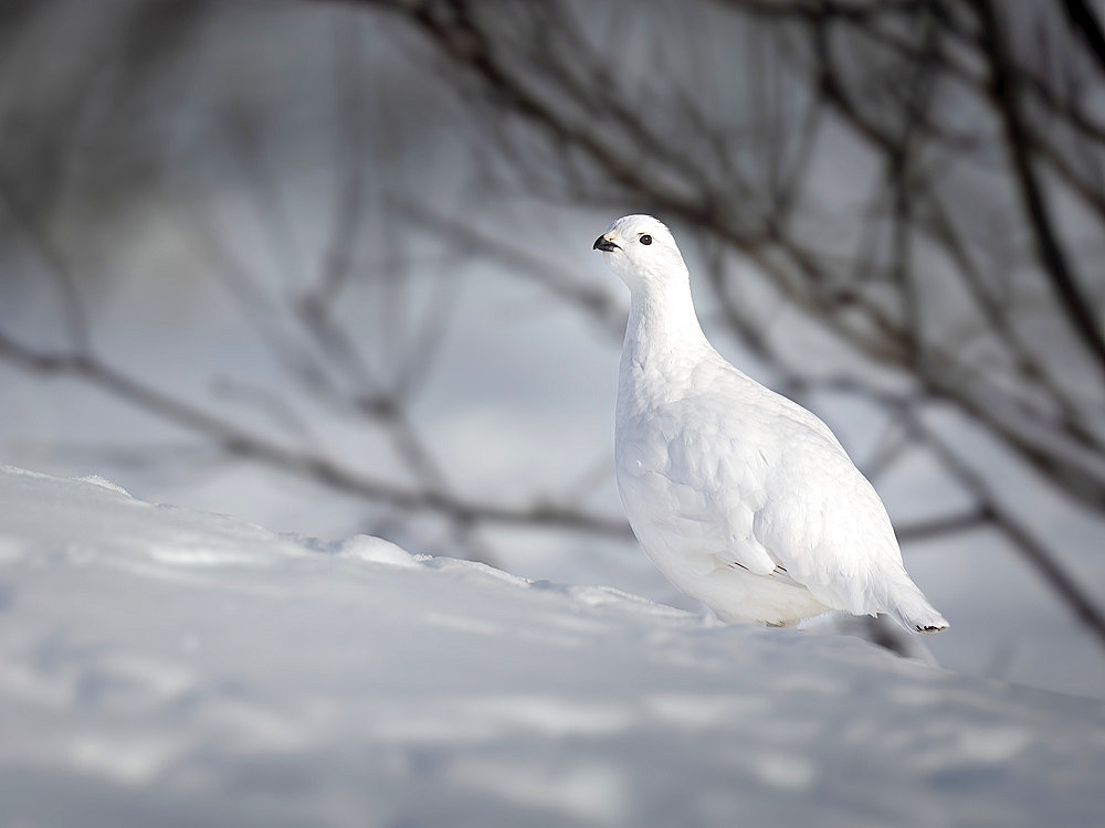 Willow ptarmigan (Lagopus lagopus) in full-white winter plumage watches for danger on a bright February day, Anchorage, Alaska, United States of America