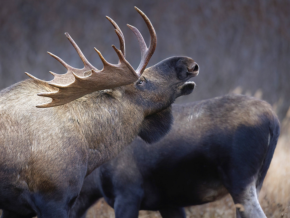 Approached by a cow moose, a bull (Alces alces), displays the Flehmen response late in the rut in Southcentral Alaska's Chugach State Park, Anchorage, Alaska, United States of America