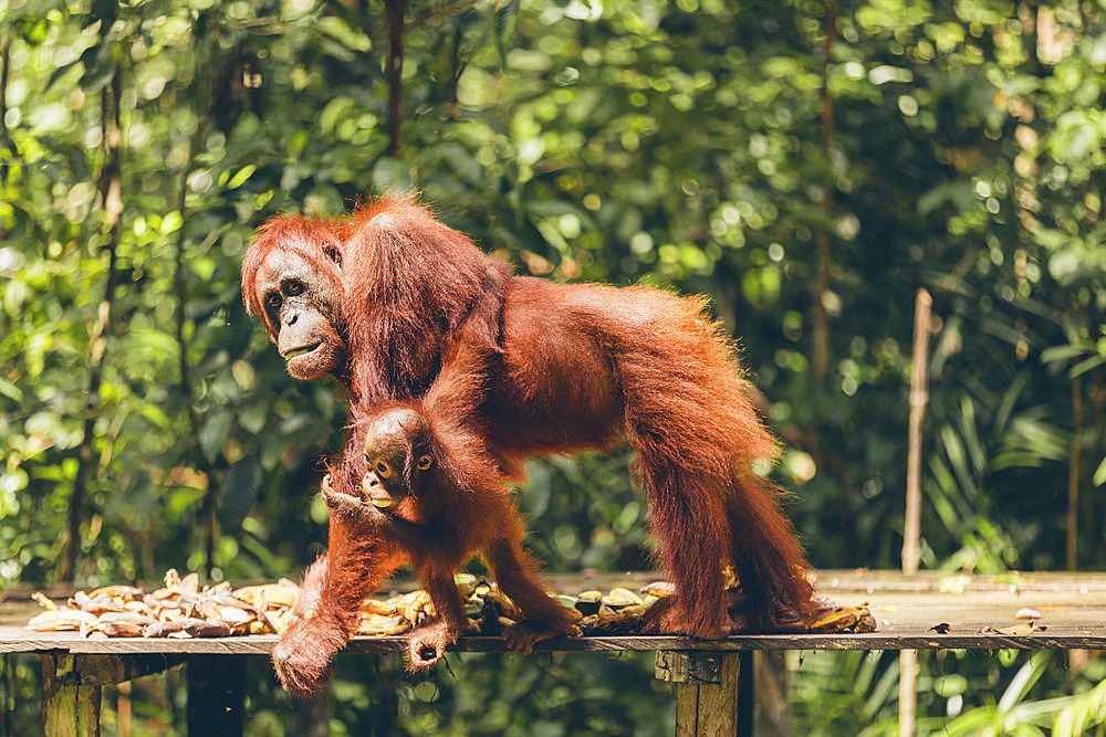 Orangutan (Pongo species) walking on a wooden board in Tanjung Puting National Park, Central Kalimantan, West Kotawaringin Regency, Indonesia