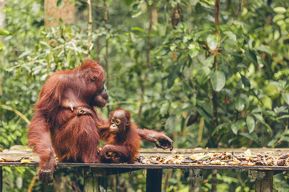 Orangutan (Pongo species) mother and baby together on a platform in Tanjung Puting National Park, Central Kalimantan, West Kotawaringin Regency, Indonesia