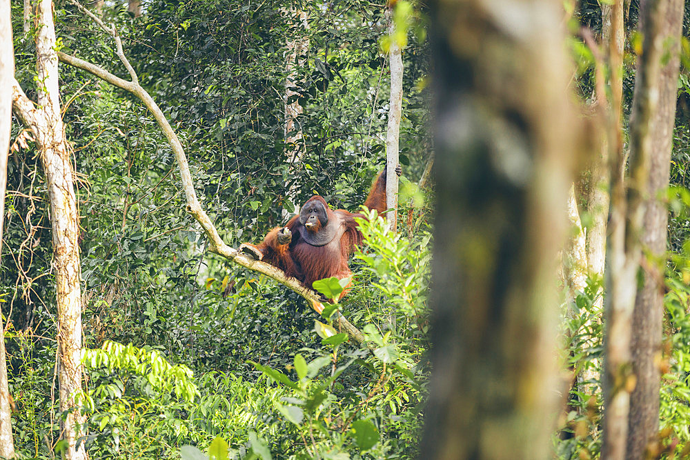 Orangutan (Pongo species) on a branch of a tree in Tanjung Puting National Park, Central Kalimantan, West Kotawaringin Regency, Indonesia