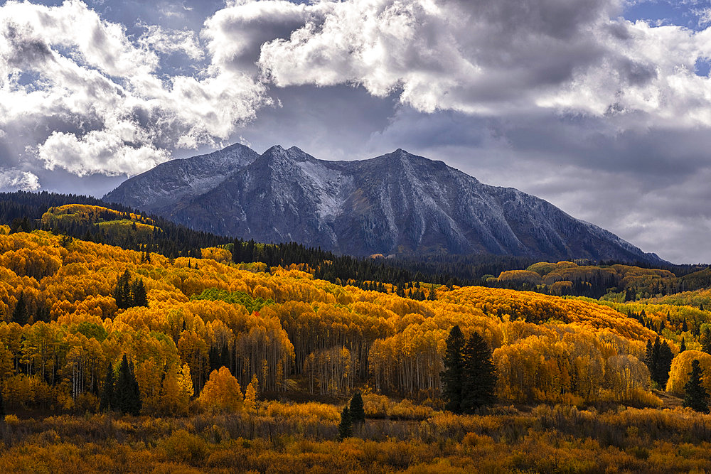 Fall colors abound in Colorado during the seasonal change. Brilliant yellow leaves adorn the trees as far as you can see. A beautiful state to drive through during autumn, Grand Junction, Colorado, United States of America