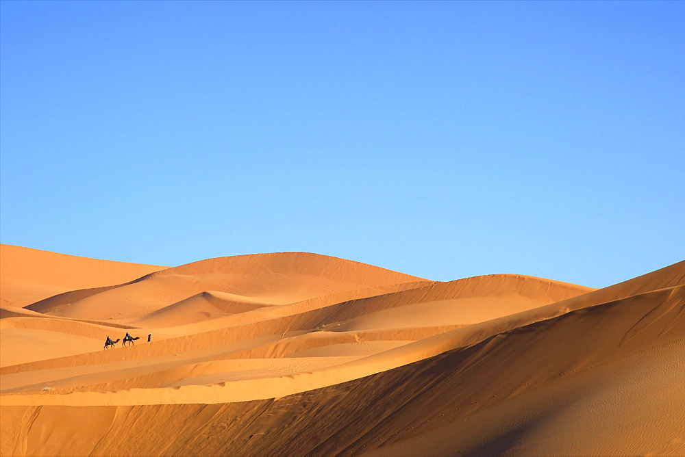 Camels in desert landscape, Merzouga, Morocco, North Africa, Africa