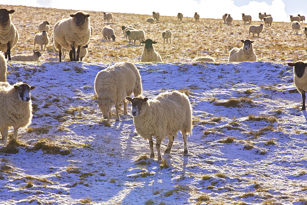 Sheep on a snow covered hillside, Sussex, England, United Kingdom, Europe