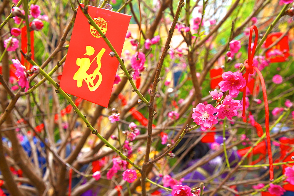 Cherry blossom trees with Lai See Red Envelopes for Chinese New Year, Hong Kong, China, Asia