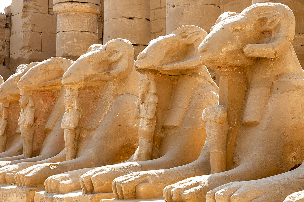 The Avenue of Ram Headed Sphinxes, Karnak Temple, Luxor, Thebes, UNESCO World Heritage Site, Egypt, North Africa, Africa