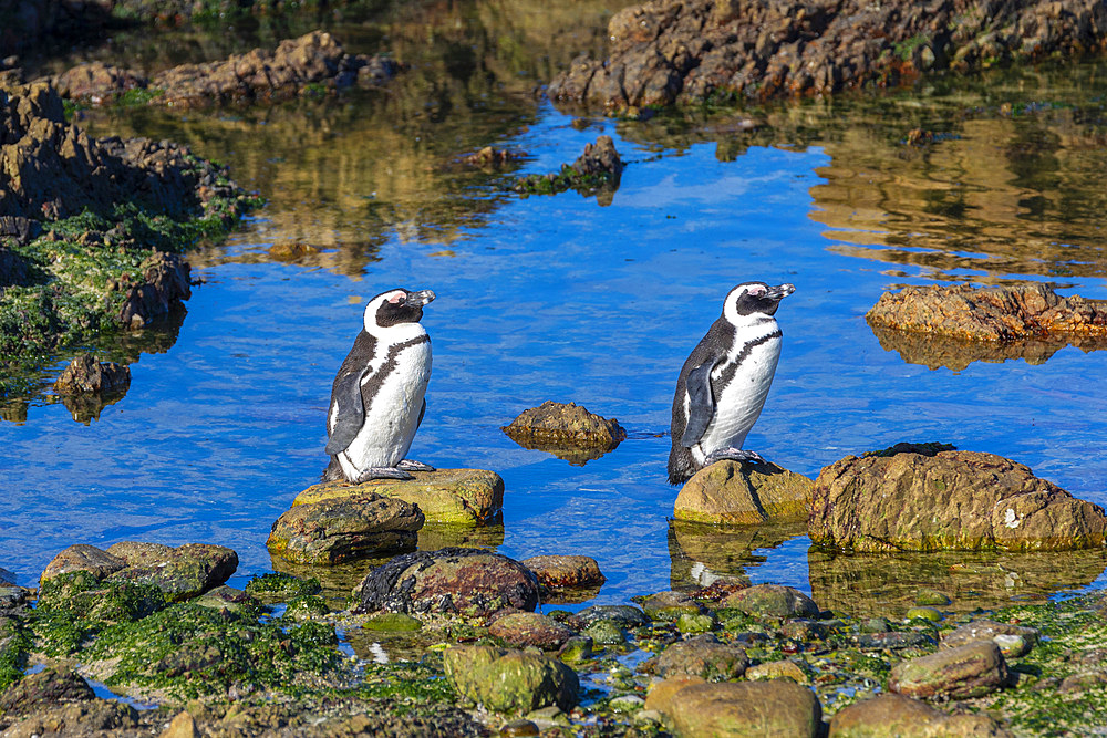 Penguins, Gansbaai, Western Cape, South Africa, Africa