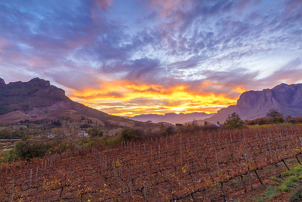 Sunrise Vineyard, Stellenbosch, Western Cape Province, South Africa, Africa