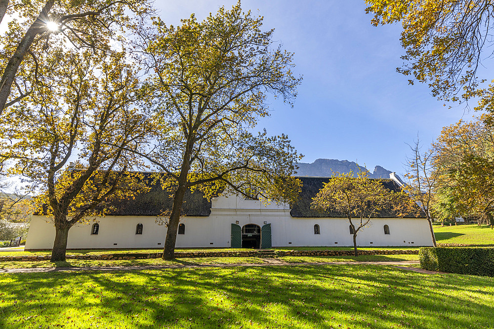 Rustenberg Vineyard, Stellenbosch, Western Cape Province, South Africa, Africa