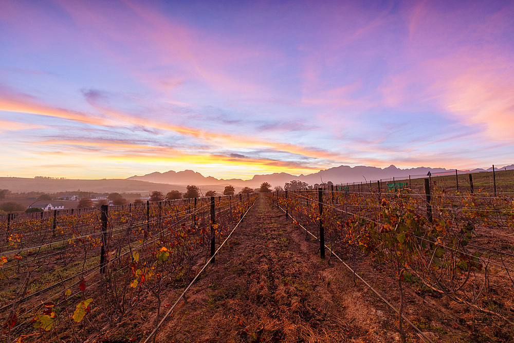 Vineyard at Sunrise, Stellenbosch, Western Cape Province, South Africa, Africa