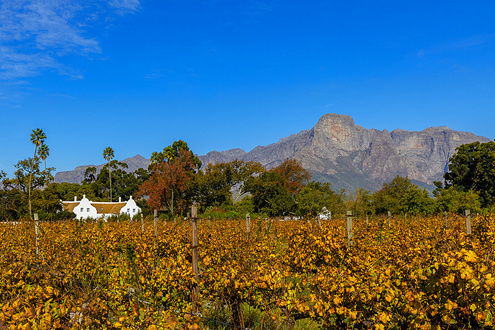 Allee Bleue Vineyard, Franschhoek, Western Cape Province, South Africa, Africa