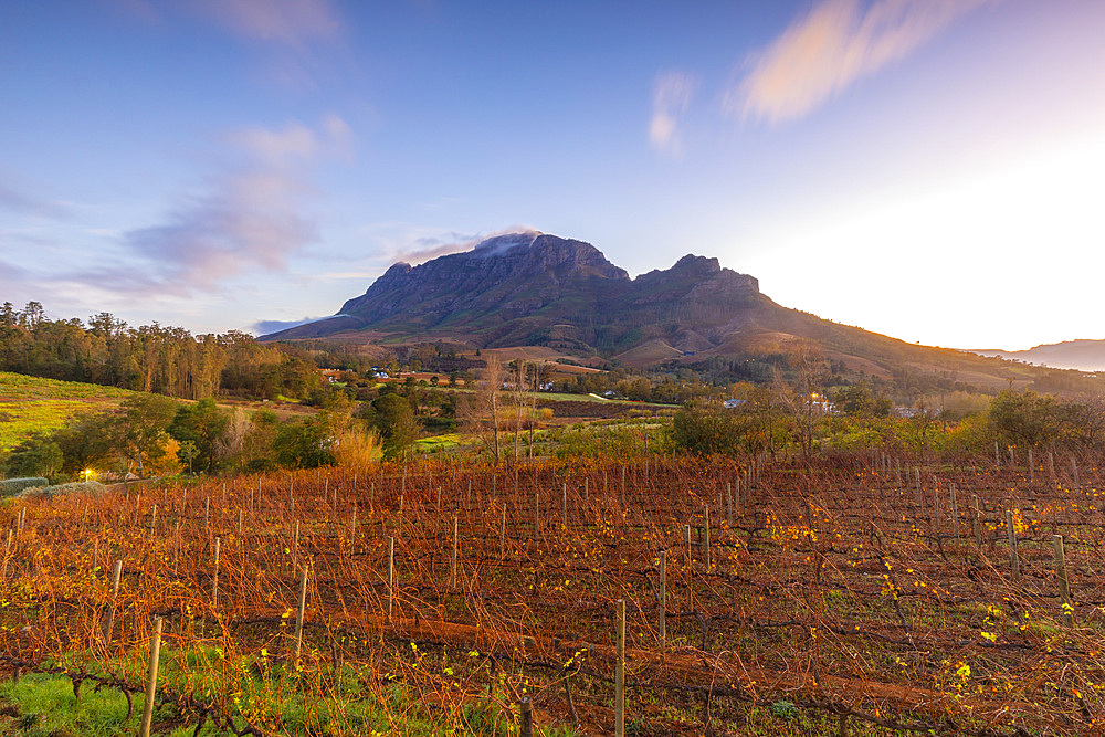 Alluvia Vineyard at sunrise, Stellenbosch, Western Cape Province, South Africa, Africa