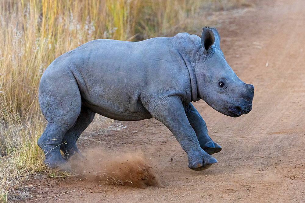 Baby Black Rhinoceros, Pilanesberg National Park, North West Province, South Africa, Africa