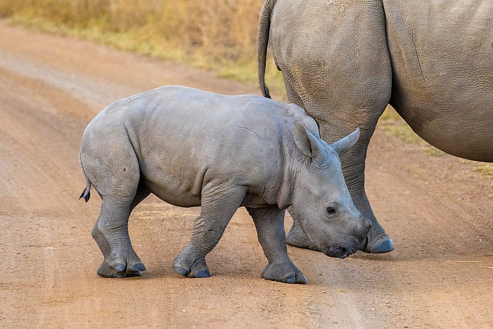 Baby Black Rhinoceros, Pilanesberg National Park, North West Province, South Africa, Africa