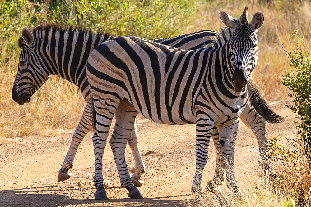 Zebra, Pilanesberg National Park, North West Province, South Africa, Africa