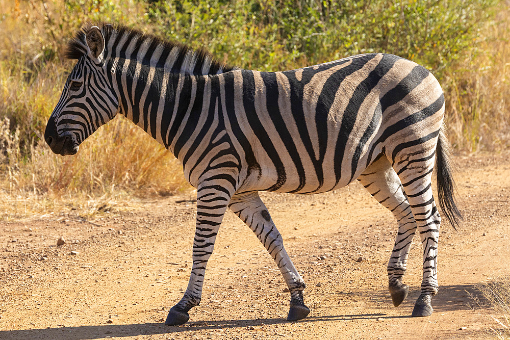 Zebra, Pilanesberg National Park, North West Province, South Africa, Africa