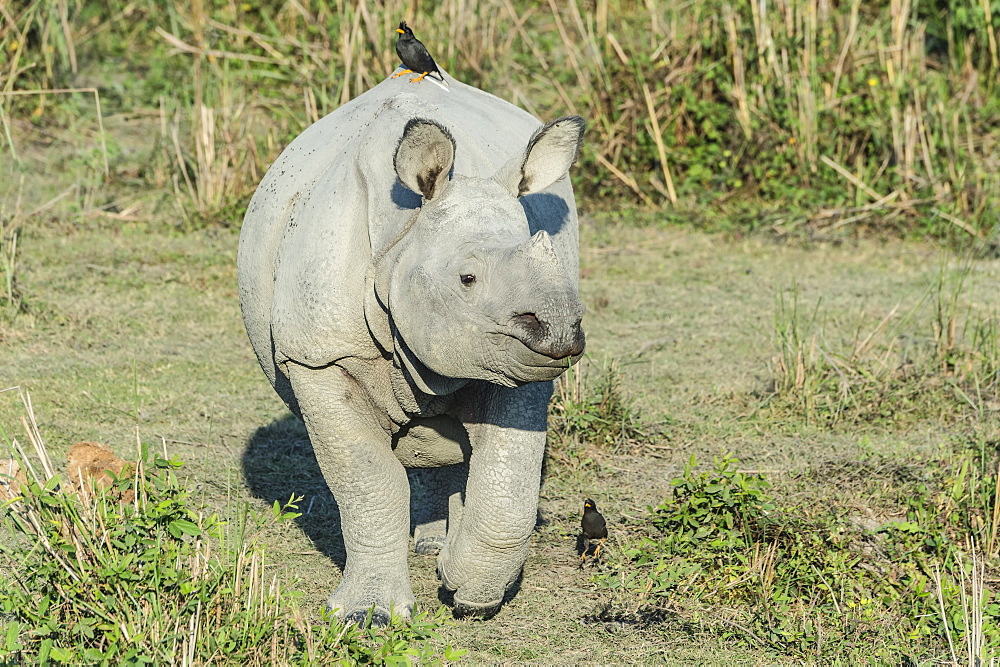 Indian rhinoceros (Rhinoceros unicornis) with Myna birds, Kaziranga National Park, Assam, India, Asia