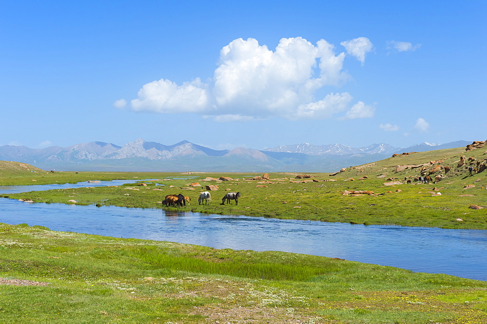 Grazing horses, Road to Song Kol Lake, Naryn province, Kyrgyzstan, Central Asia, Asia