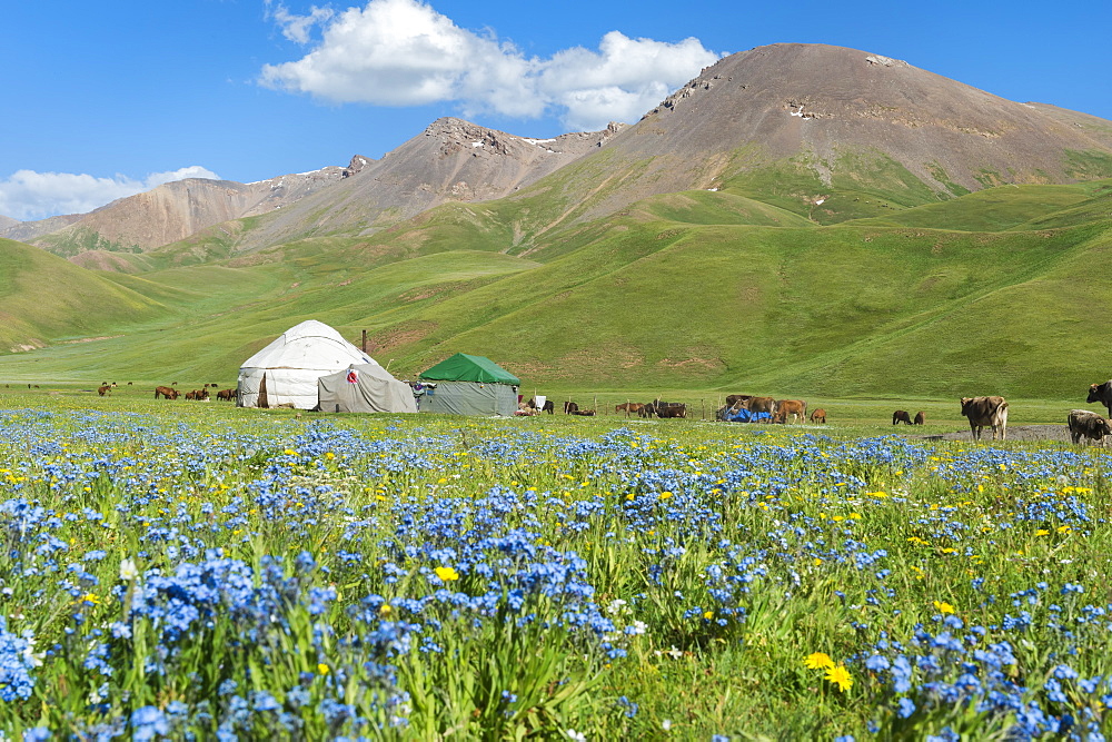 Nomad yurt camp, Song Kol Lake, Naryn province, Kyrgyzstan, Central Asia, Asia