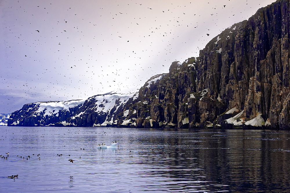 Thick-billed Murres (Uria lomvia) (Brunnich's guillemots) colony, Alkefjellet Hinlopen Strait, Svalbard archipelago, Arctic, Norway, Europe